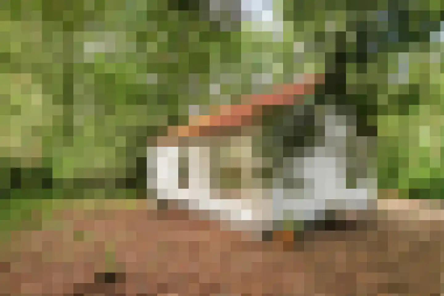 Mosselsepad 24 K Otterlo thumbnail 23
