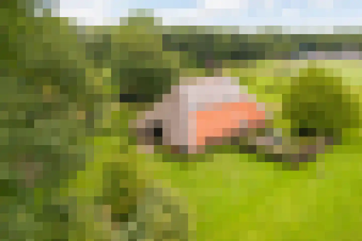Mosselseweg 12 Vorden thumbnail 29