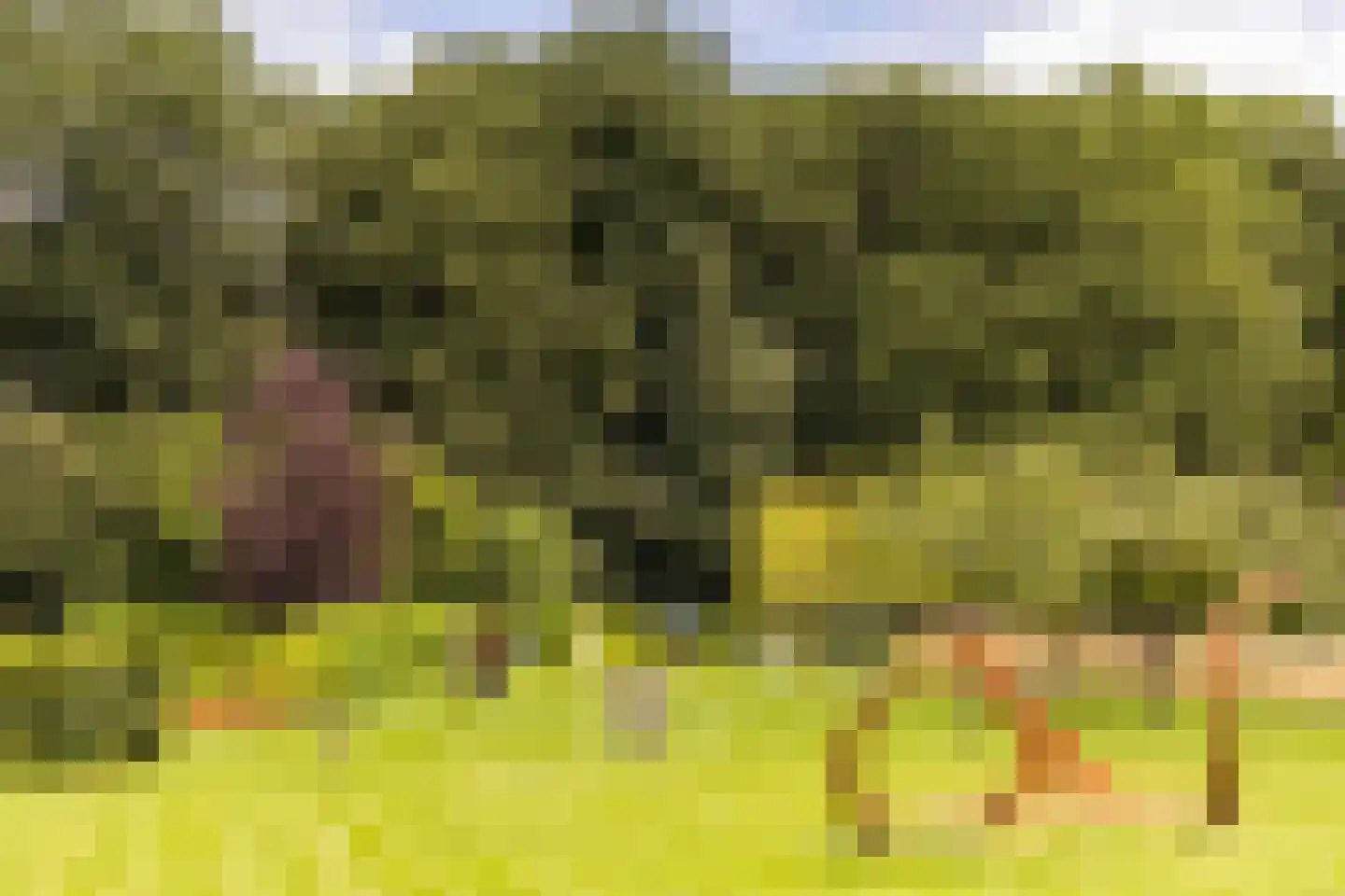 Mosselseweg 12 Vorden thumbnail 44
