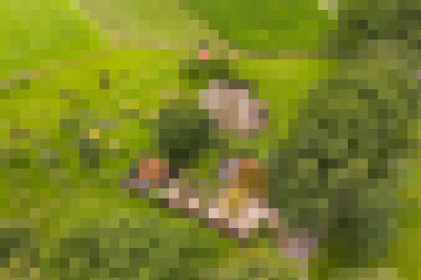 Mosselseweg 12 Vorden thumbnail 61