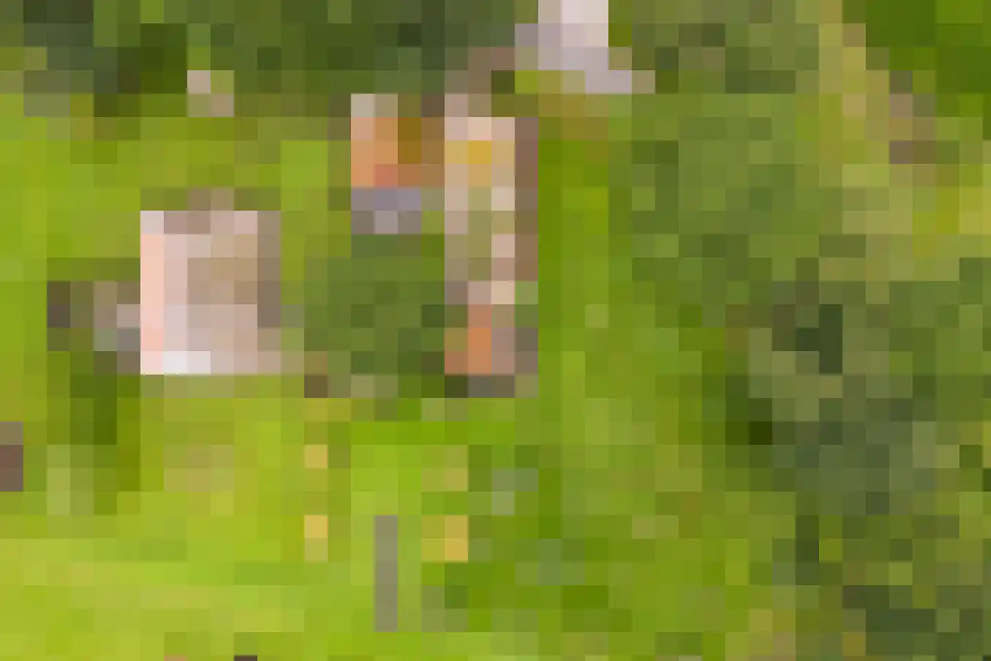 Mosselseweg 12 Vorden thumbnail 62