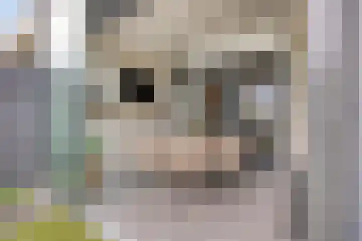 Mostakker 6 Oirschot thumbnail 34