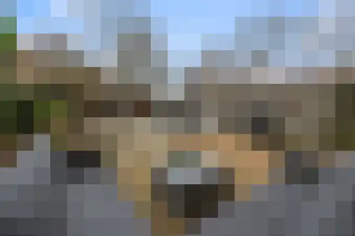 Mosterdland 2 Koog aan de Zaan thumbnail 10