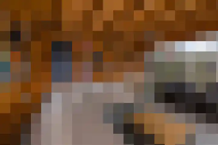 Mosterdland 2 Koog aan de Zaan thumbnail 12