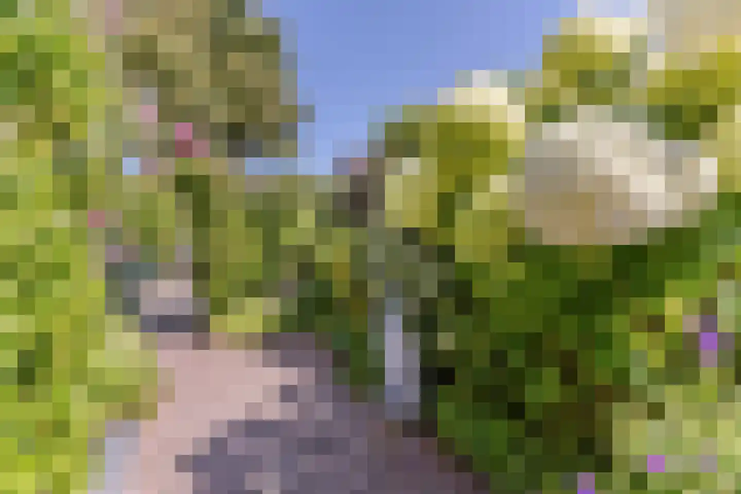 Mosterdland 3 Koog aan de Zaan thumbnail 15