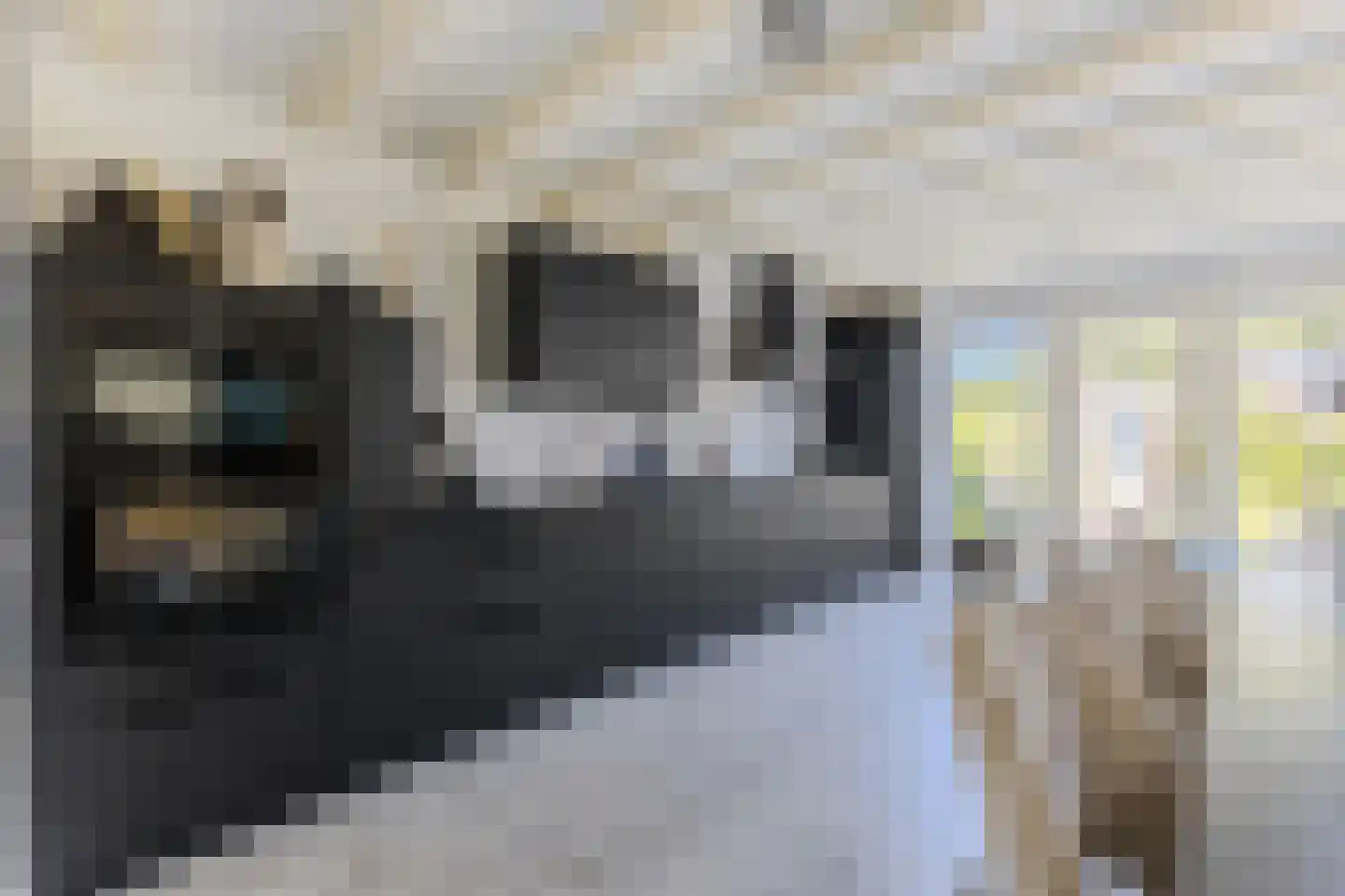 Mosterdland 3 Koog aan de Zaan thumbnail 4