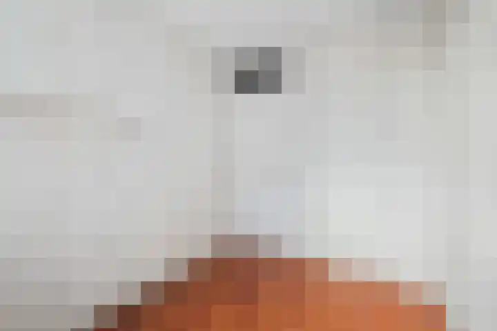 Mosveen 8 Zwartemeer thumbnail 23