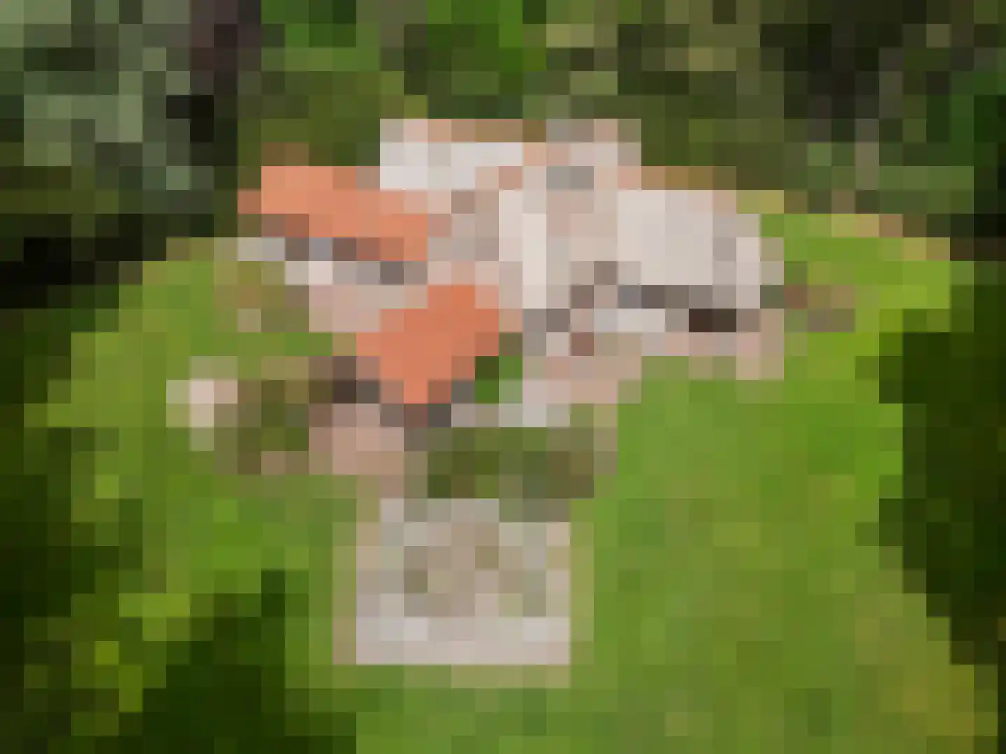 Mosweg 1 A Bennekom thumbnail 15