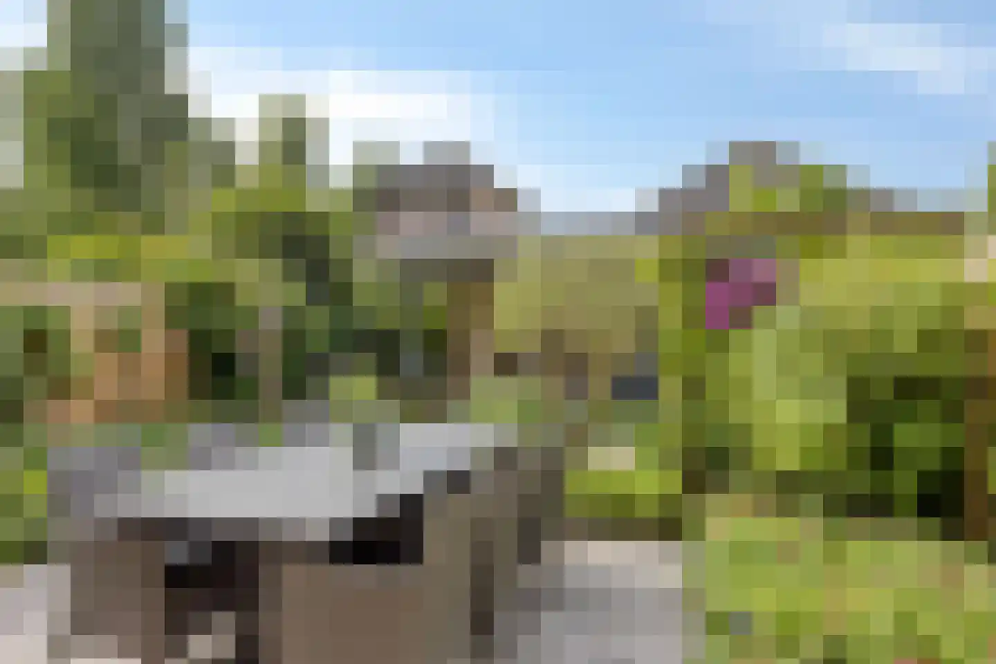 Motet 14 Kampen thumbnail 51