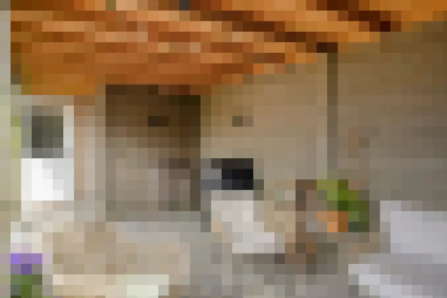 Motet 51 Kampen thumbnail 43