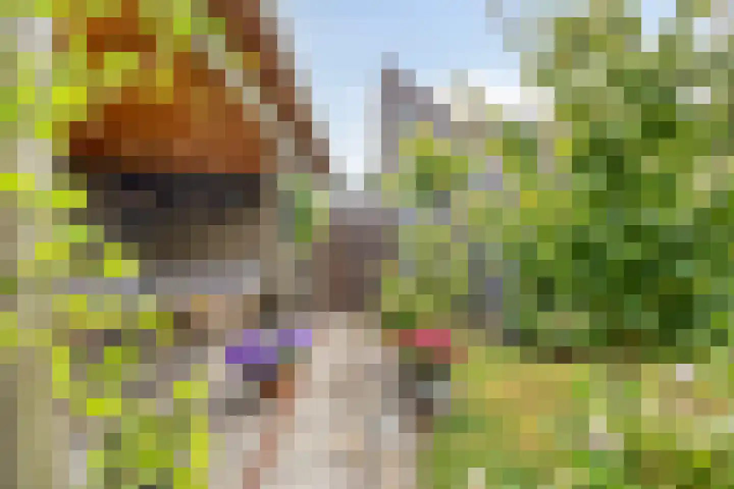 Motet 51 Kampen thumbnail 45