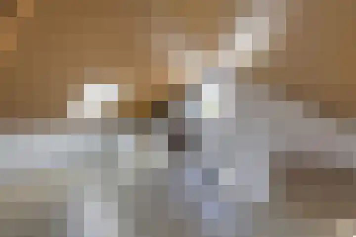 Motketel 14 Wehl thumbnail 53