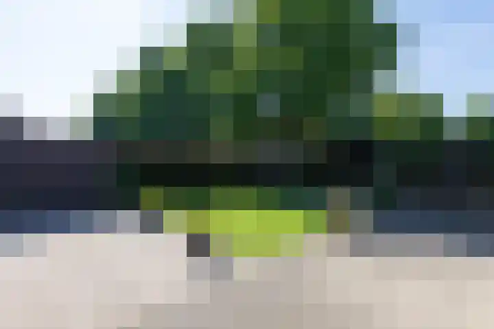 Motketel 14 Wehl thumbnail 58