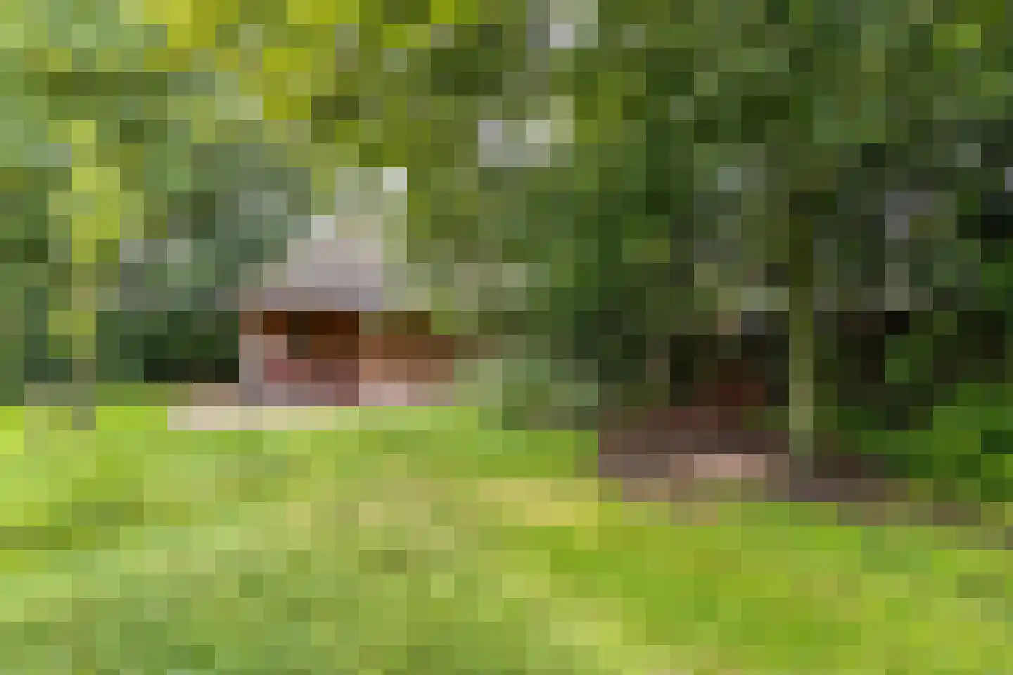 Mounein 1 Rottevalle thumbnail 32