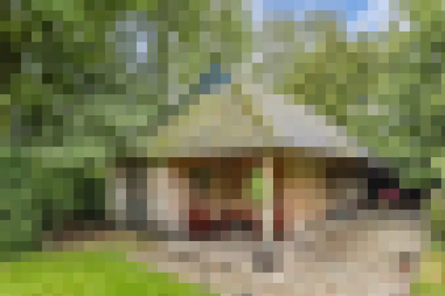 Mounein 1 Rottevalle thumbnail 33