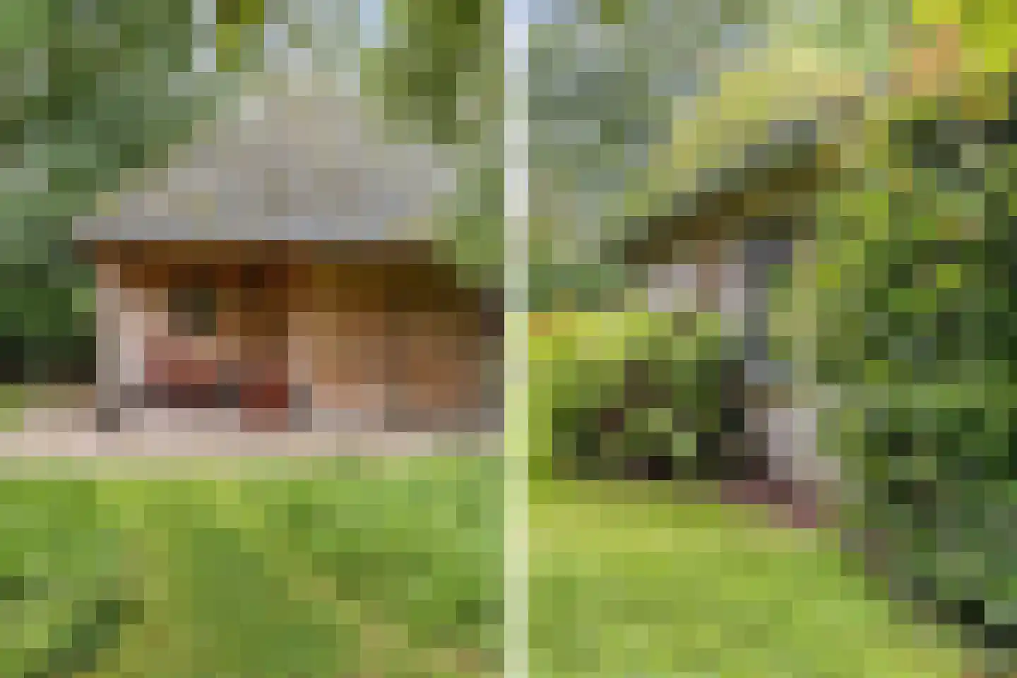 Mounein 1 Rottevalle thumbnail 34