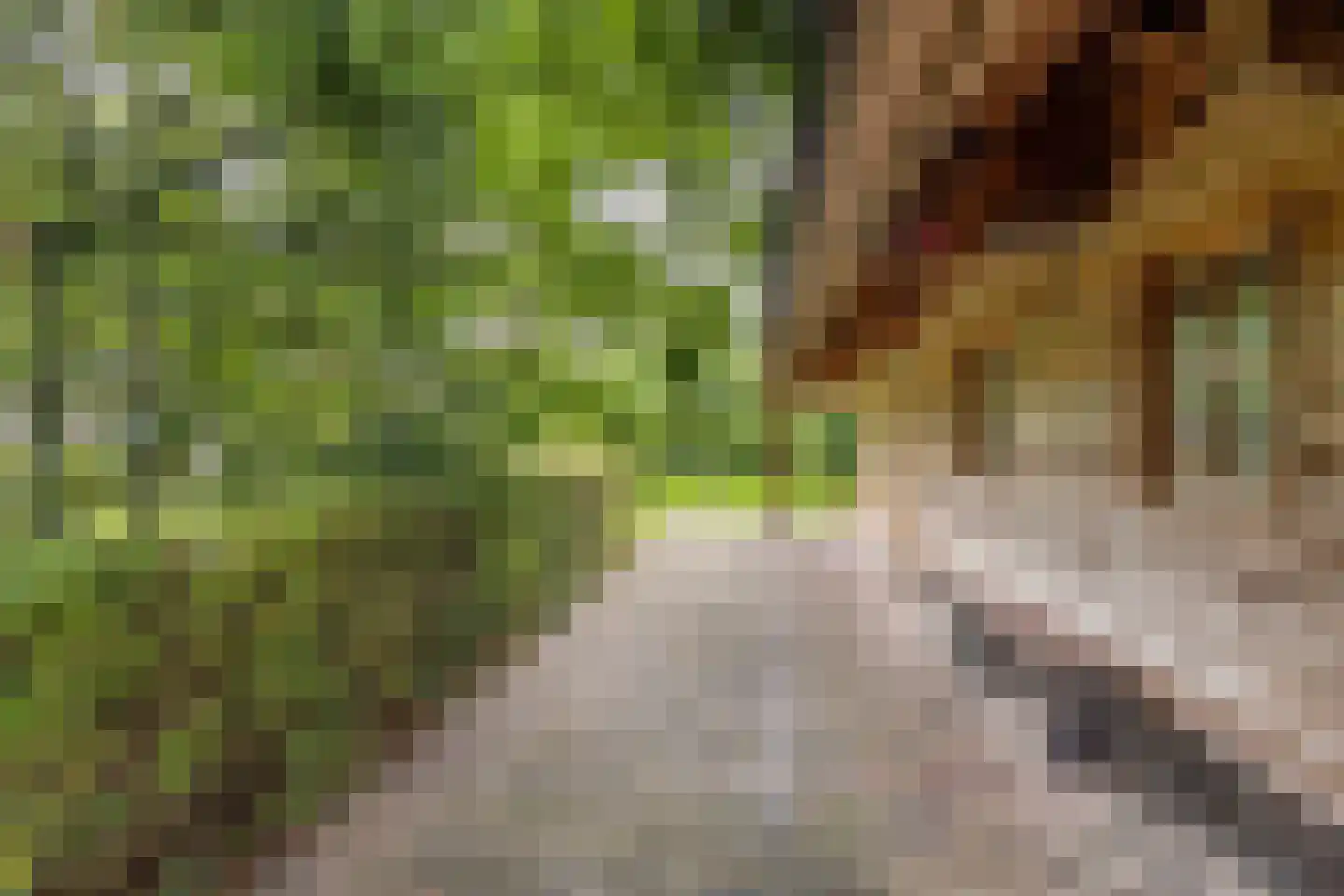 Mounein 1 Rottevalle thumbnail 35