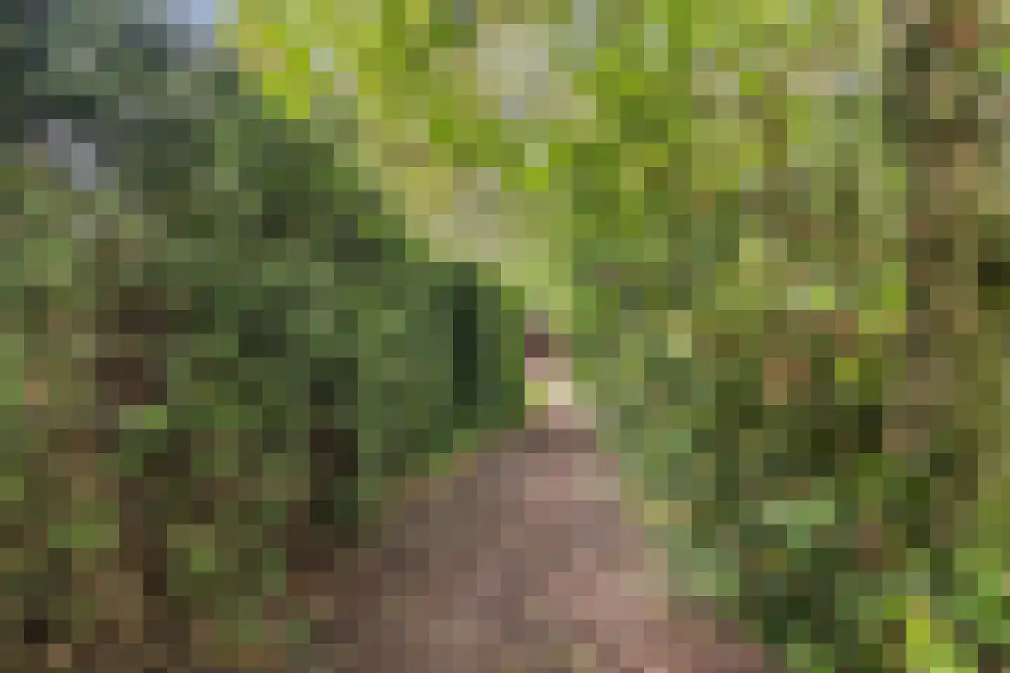 Mounein 1 Rottevalle thumbnail 36
