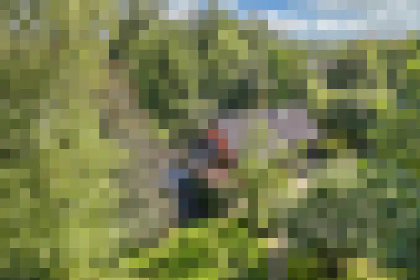 Mounein 1 Rottevalle thumbnail 4