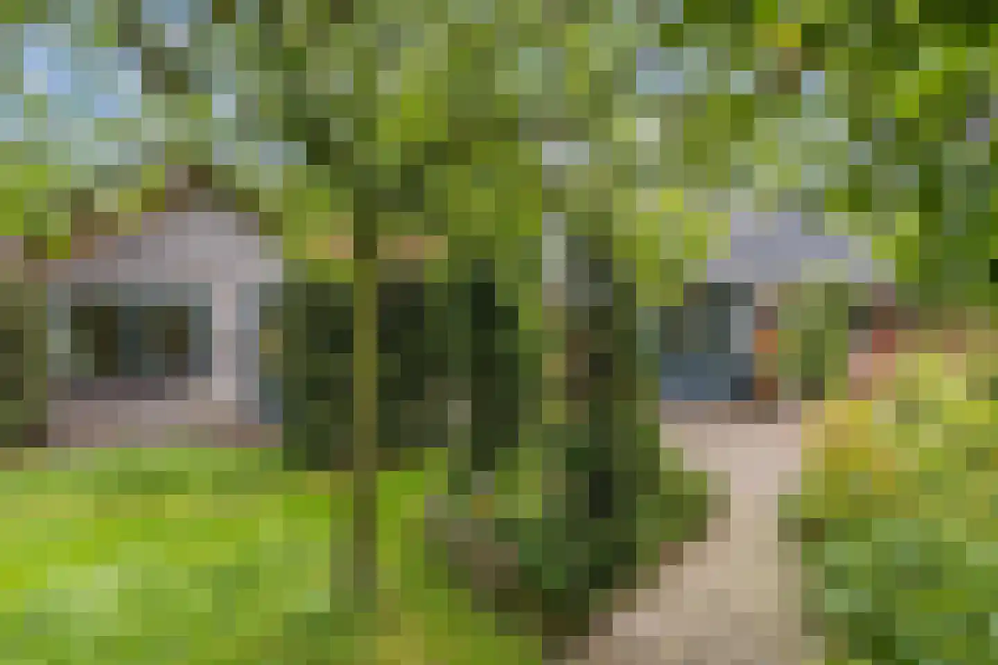 Mounein 1 Rottevalle thumbnail 40