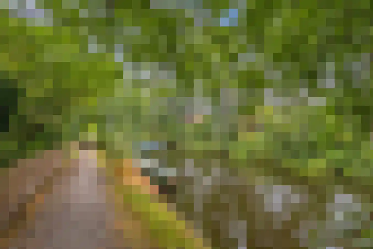 Mounein 1 Rottevalle thumbnail 45