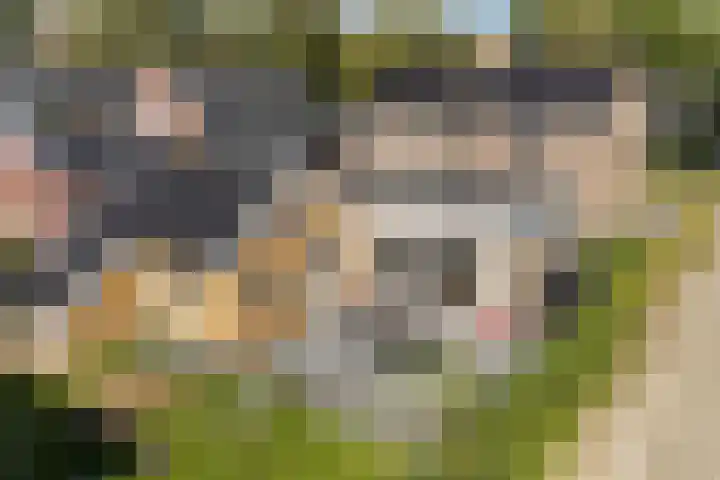 Mounewei 31 Twijzel thumbnail 9