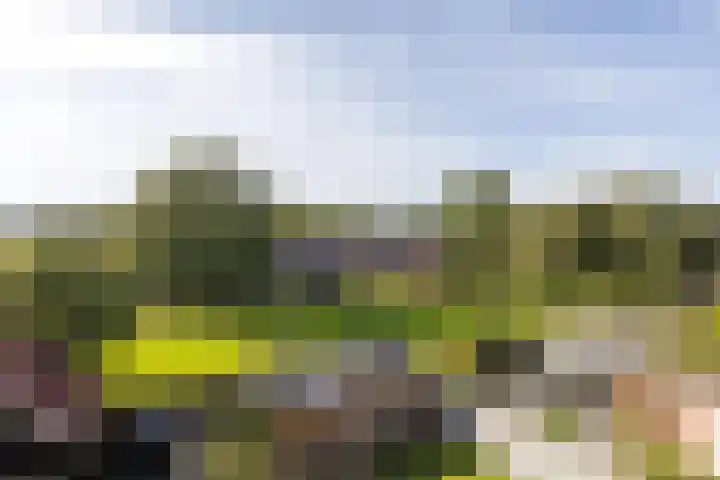 Mouterij 37 Gorredijk thumbnail 33