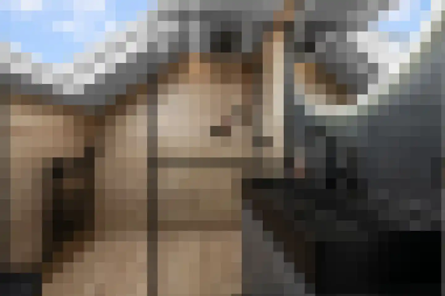 Moutmolen 2 Heerhugowaard thumbnail 20