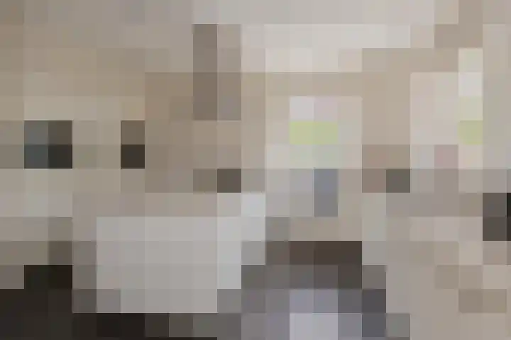 Mozartlaan 1 Voorhout thumbnail 21