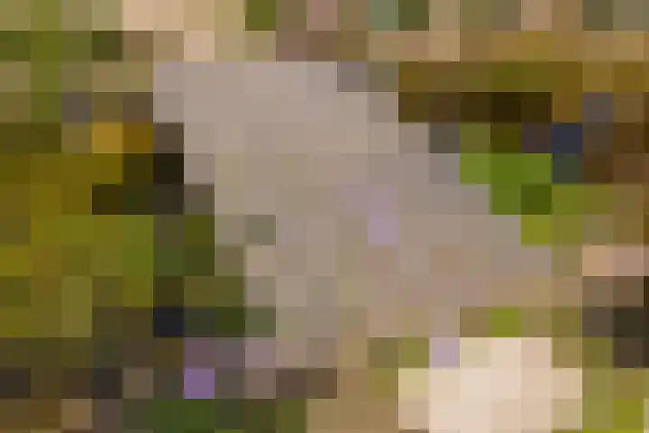 Mozartlaan 1 Voorhout thumbnail 59