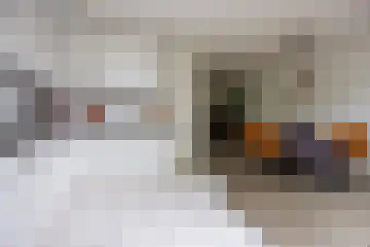 Mr. Calspark 6 Ede thumbnail 11