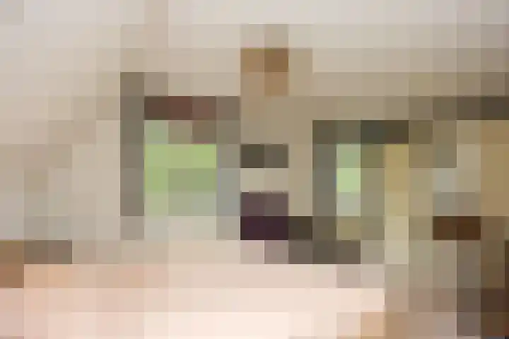 Mr. Calspark 6 Ede thumbnail 17