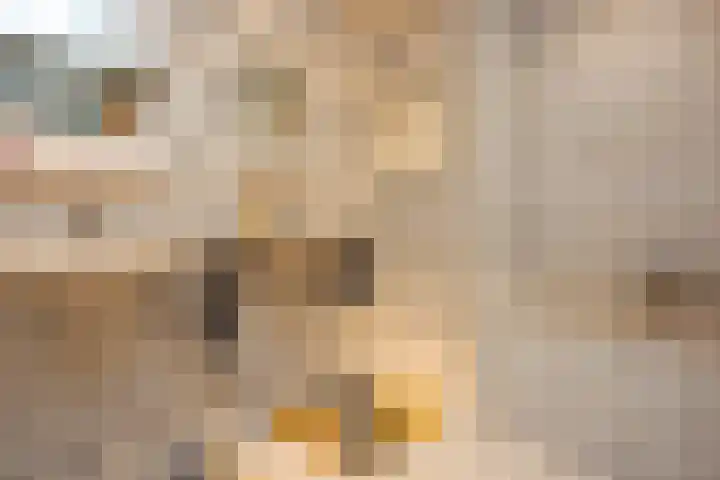 Mr. Calspark 6 Ede thumbnail 19