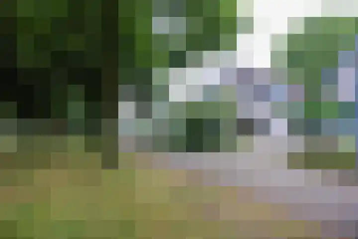 Mr. Calspark 6 Ede thumbnail 27