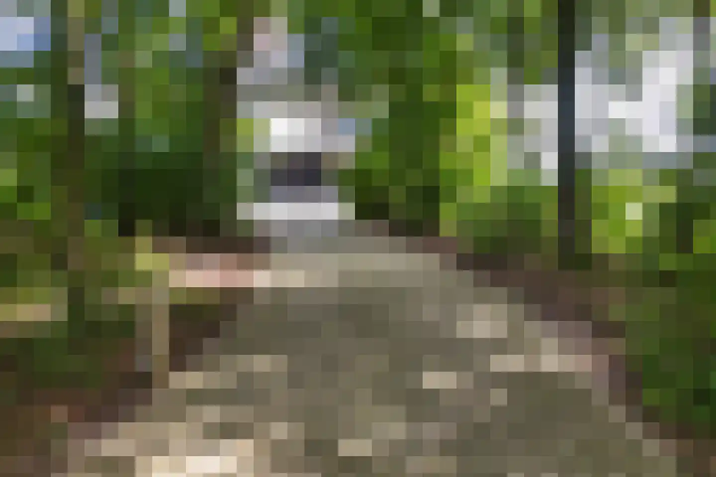 Muggenbeet 6 d Blokzijl thumbnail 58