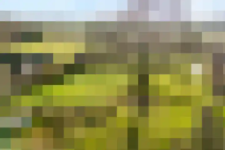 Mulderij 10 Dedemsvaart thumbnail 107