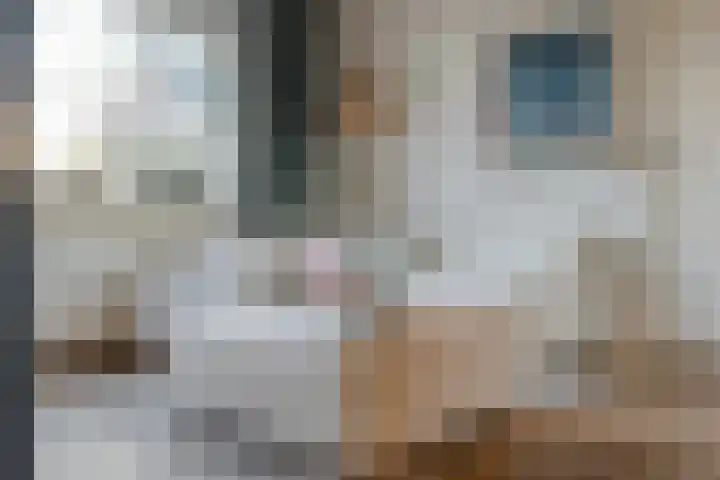 Mulderij 10 Dedemsvaart thumbnail 18