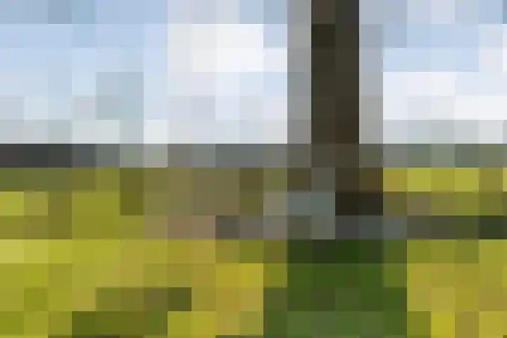 Mulderij 10 Dedemsvaart thumbnail 86