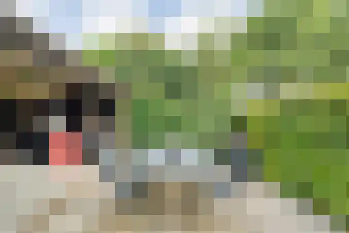 Mulderij 13 Dedemsvaart thumbnail 63