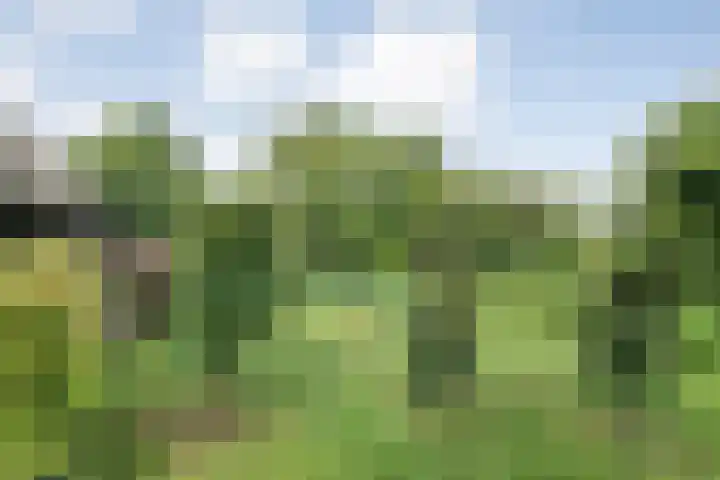 Mulderij 13 Dedemsvaart thumbnail 69
