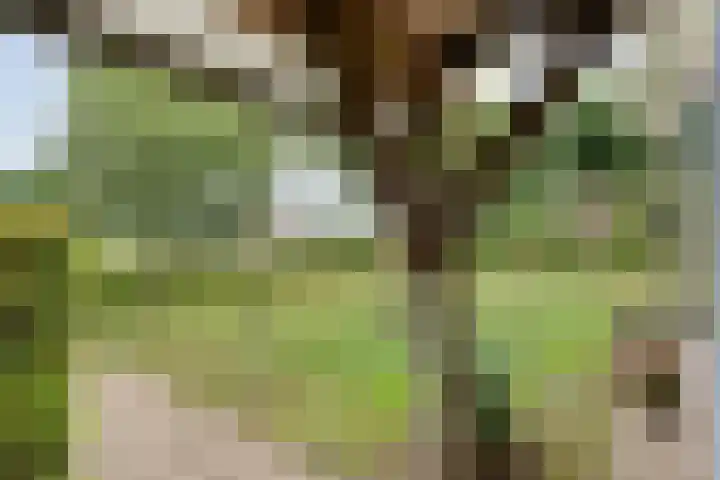 Mulderij 13 Dedemsvaart thumbnail 71