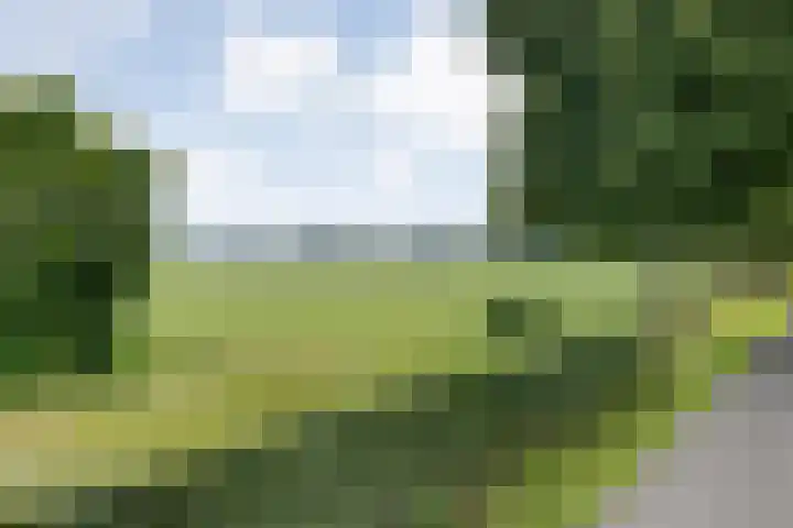 Mulderij 13 Dedemsvaart thumbnail 76