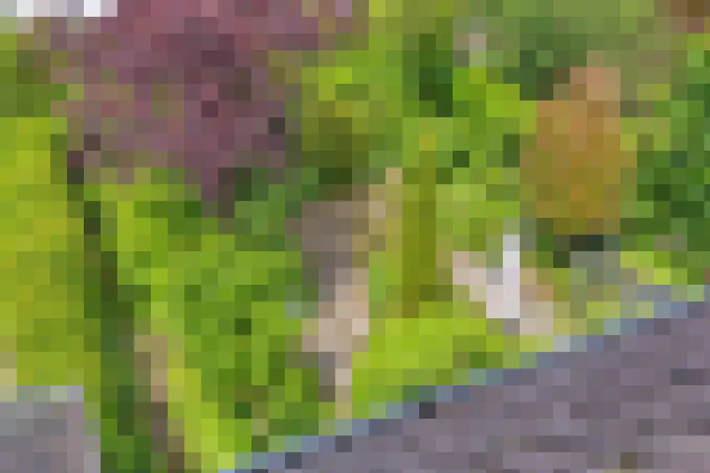 Munnikenakker 6 Mierlo thumbnail 17