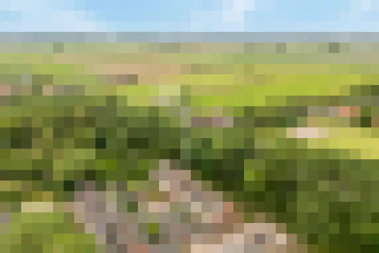 Munnikendijk 21 Westmaas thumbnail 4