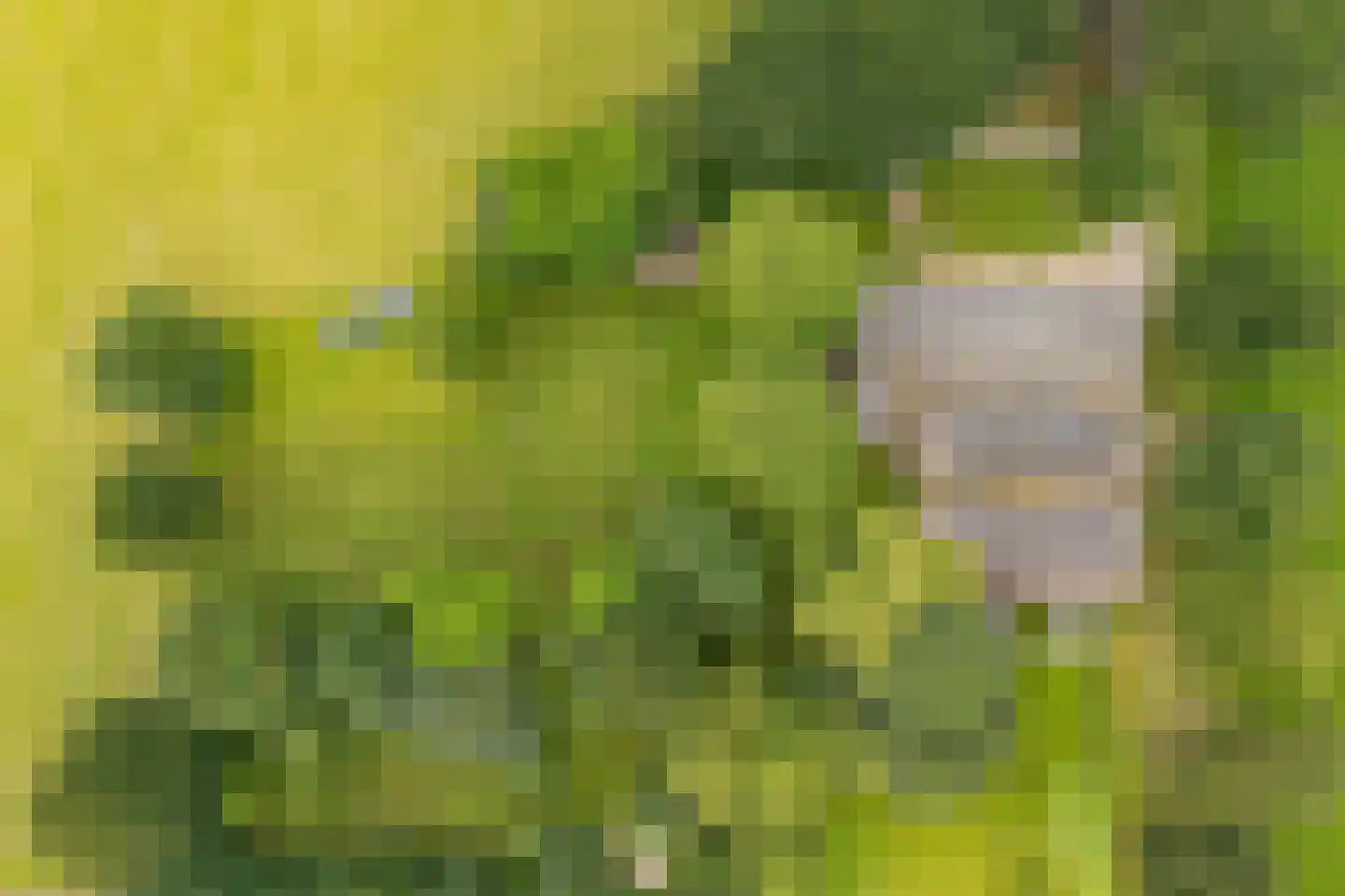 Munsterweg 3 Gendringen thumbnail 5