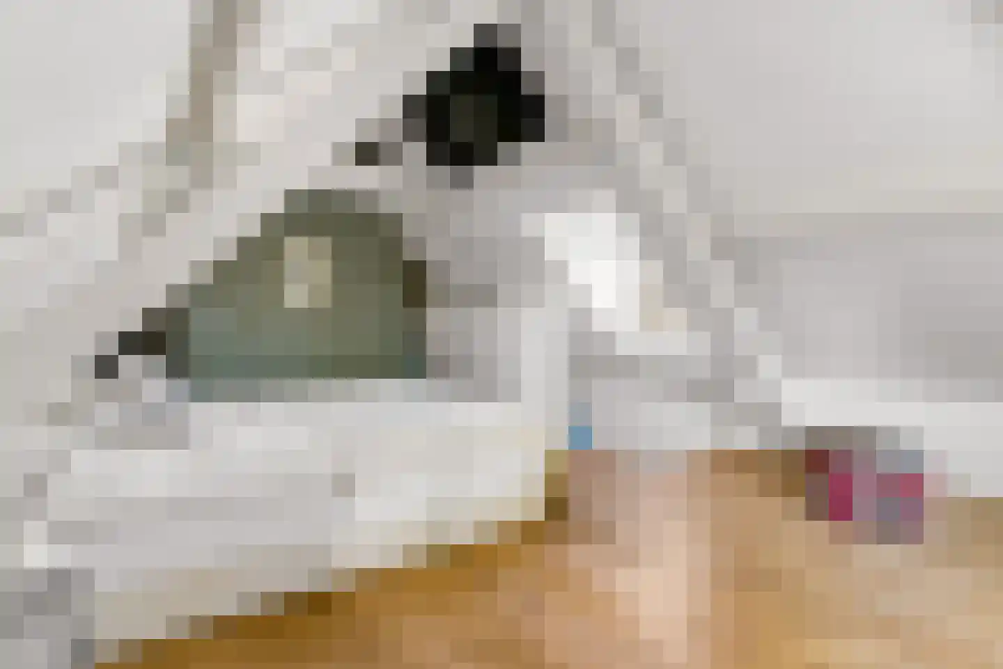 Muntelstraat 2 's-Hertogenbosch thumbnail 31