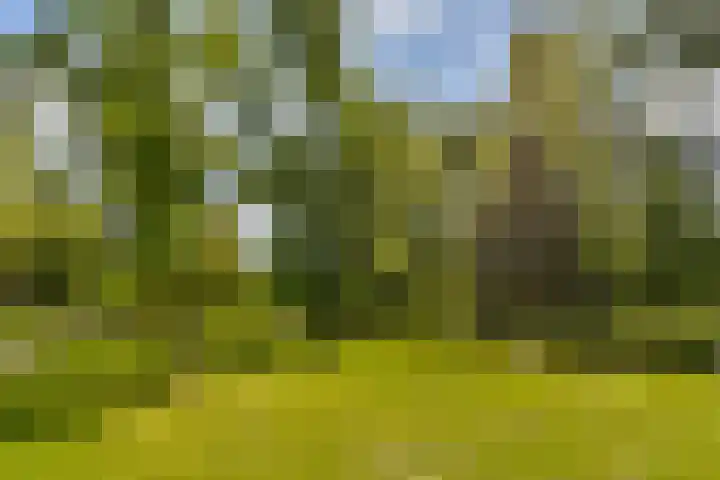 Muntendamstraat 66 Amsterdam thumbnail 18