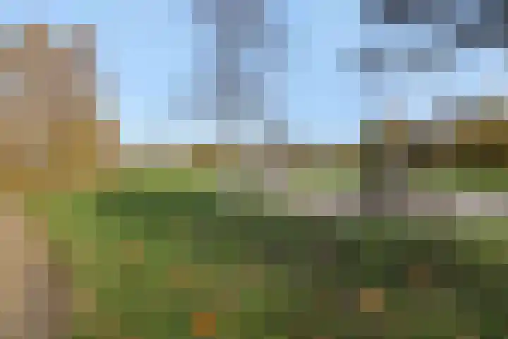 Muntmeester 145 Uden thumbnail 47