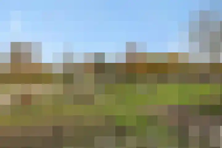Muntmeester 205 Uden thumbnail 19