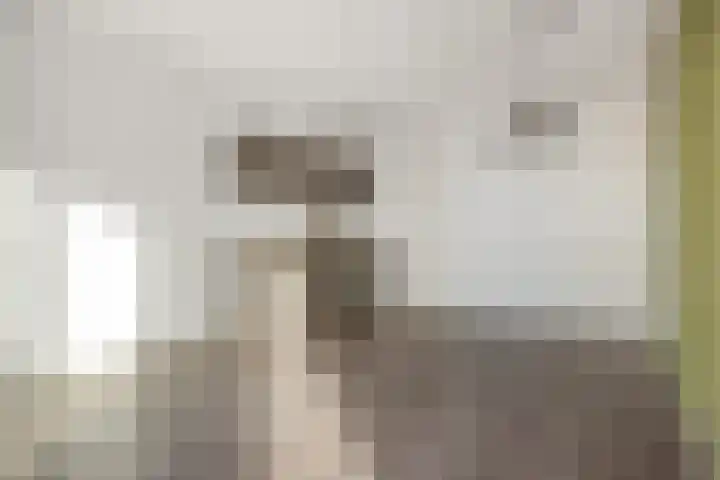 Muntmeester 205 Uden thumbnail 8